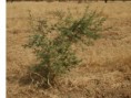 /album/acacia-senegal/acacia-senegal-albero-da-seme-4-anni-jpg/